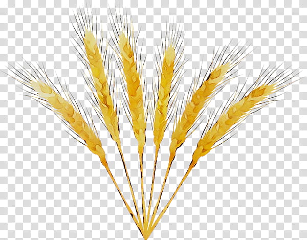 Wheat, Emmer, Grain, Barleys, Yellow, Feather, Grass Family, Plant transparent background PNG clipart