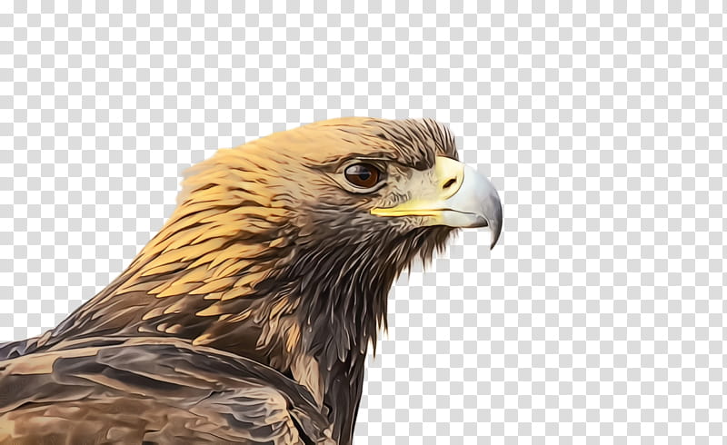 Cartoon Nature, Bald Eagle, Close Up Eagle, Bird, Beak, Hawk, , Owl transparent background PNG clipart