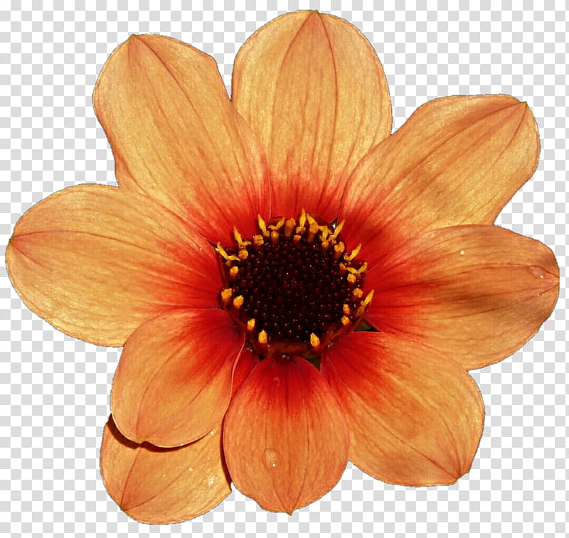 Bright Dahlia transparent background PNG clipart