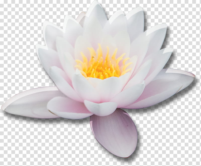 Japan Scrap Kit, pink and orange lotus flower transparent background PNG clipart