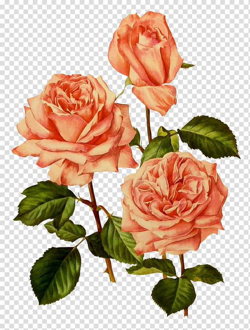 flores vintage, three pink roses painting transparent background PNG clipart