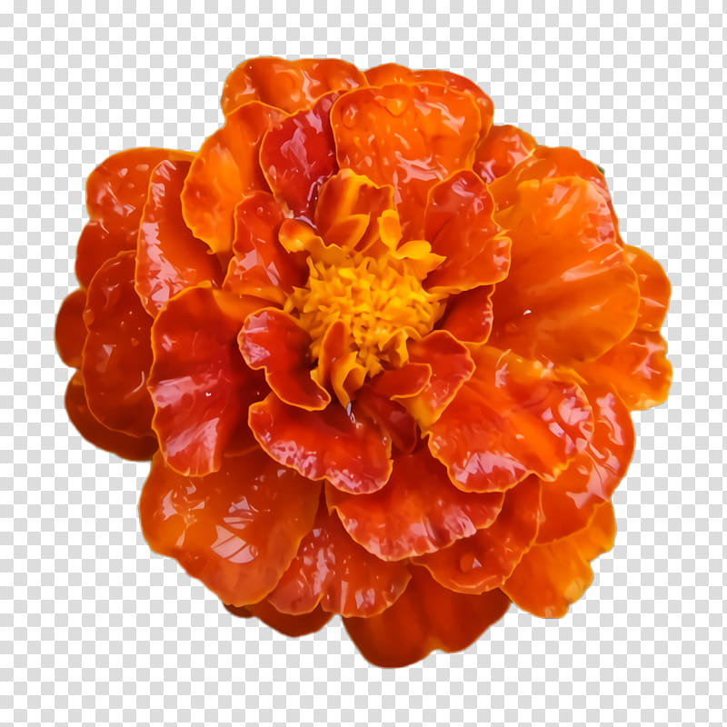 Marigold Flower, Blossom, Bloom, Flora, Fruit, Orange, Plant, Food transparent background PNG clipart