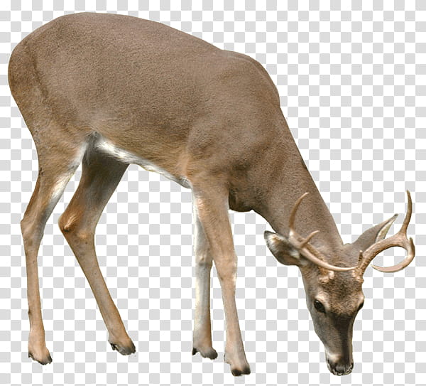 Deer DSC , brown deer transparent background PNG clipart