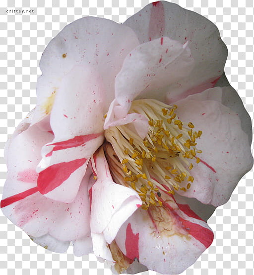 Large Flower , pink burnet rose transparent background PNG clipart