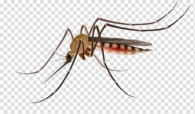 Mosquito Insect, Mosquito Control, Mosquitoborne Disease, Yellow Fever Mosquito, , Dengue Fever, Zika Virus, Pest transparent background PNG clipart