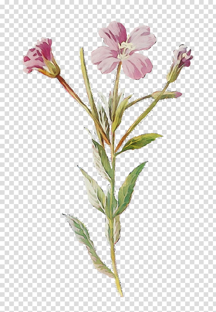 Pink Flower, Watercolor, Paint, Wet Ink, Wildflower, Vintage Clothing, Antique, Plant transparent background PNG clipart