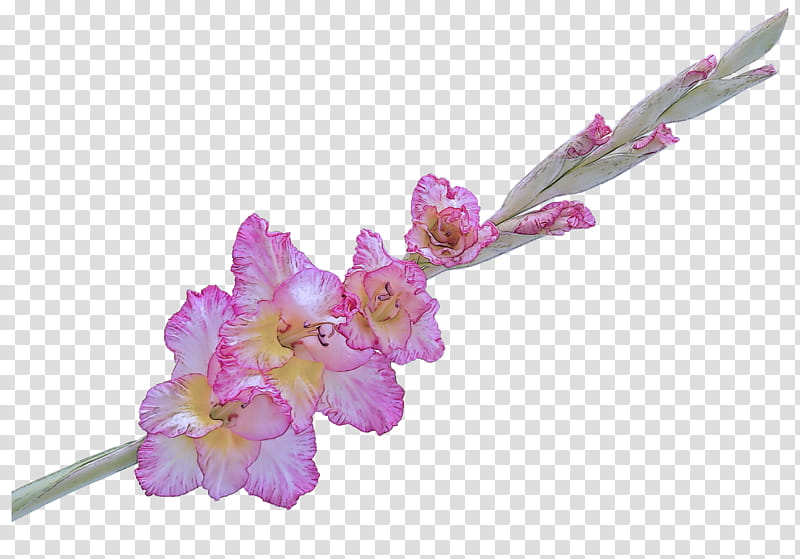 flower pink plant flowering plant purple, Violet, Cut Flowers, Gladiolus, Petal, Dendrobium transparent background PNG clipart
