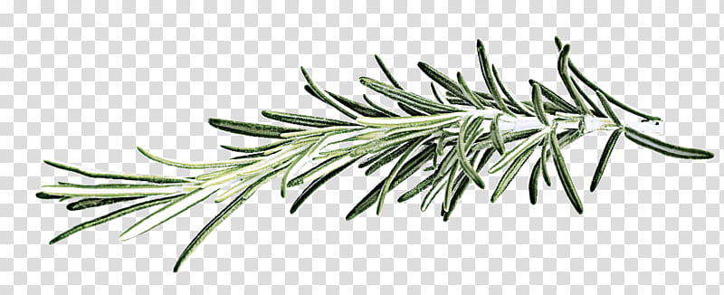white pine jack pine shortleaf black spruce oregon pine tree, Colorado Spruce, Lodgepole Pine, Shortstraw Pine, Plant, Red Juniper transparent background PNG clipart