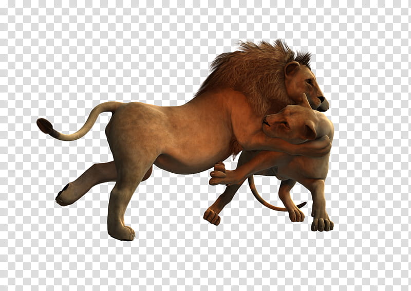 Free Resource Battle Royale, lion fighting with lioness transparent background PNG clipart
