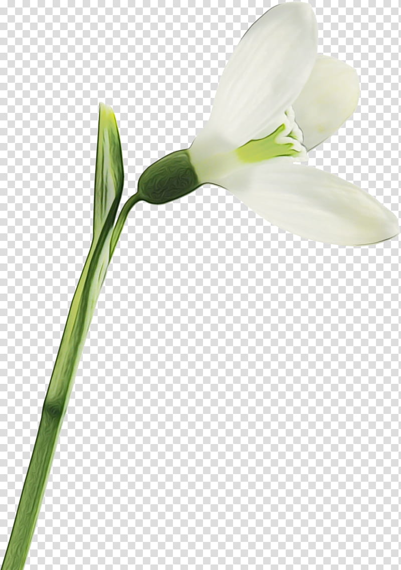 flower flowering plant snowdrop plant pedicel, Watercolor, Paint, Wet Ink, Petal, Galanthus, Plant Stem, Amaryllis Family transparent background PNG clipart