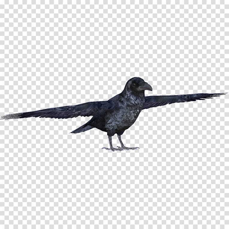 Bird, American Crow, Common Raven, New Caledonian Crow, Rook, Passerine, Common Buzzard, Beak transparent background PNG clipart