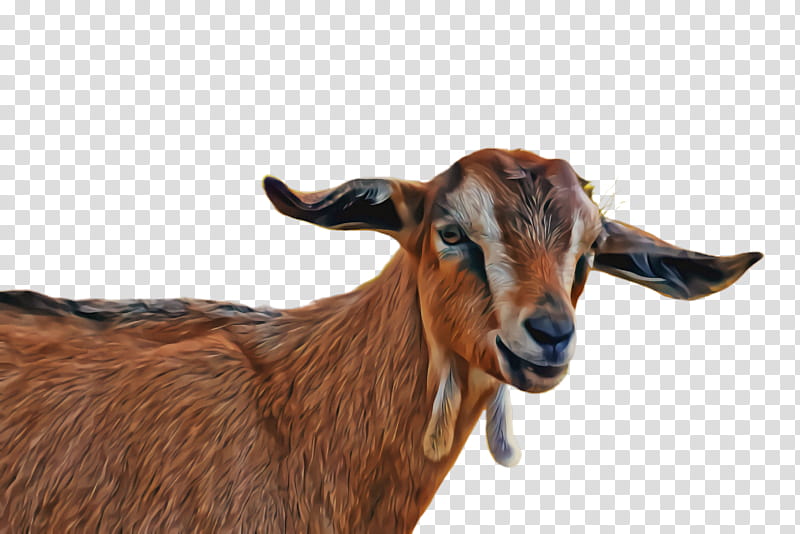 goat goats goat-antelope cow-goat family horn, Goatantelope, Cowgoat Family, Snout, Wildlife, Live, Feral Goat, Ear transparent background PNG clipart