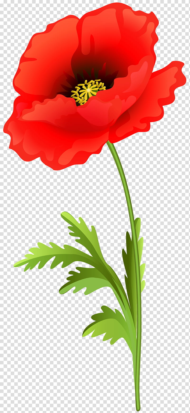 Drawing Of Family Poppy Flower Common Poppy Floral Design White Poppy Petal Red Transparent Background Png Clipart Hiclipart