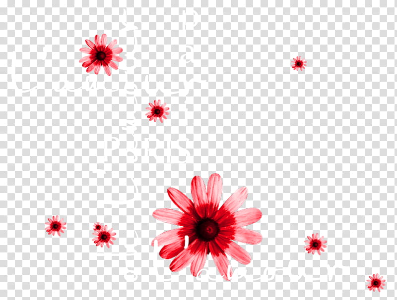 Background Family Day, Valentines Day, Love, Blog, Paris, Chrysanthemum, Transvaal Daisy, Carnival transparent background PNG clipart