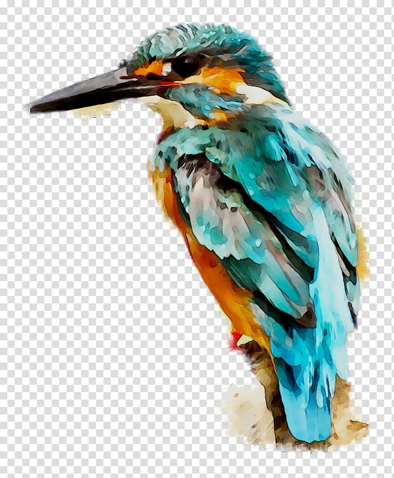 Painting, Bird, Kingfisher, Hummingbird, Cormorant, Birds Of A Feather, Beak, Common Kingfisher transparent background PNG clipart