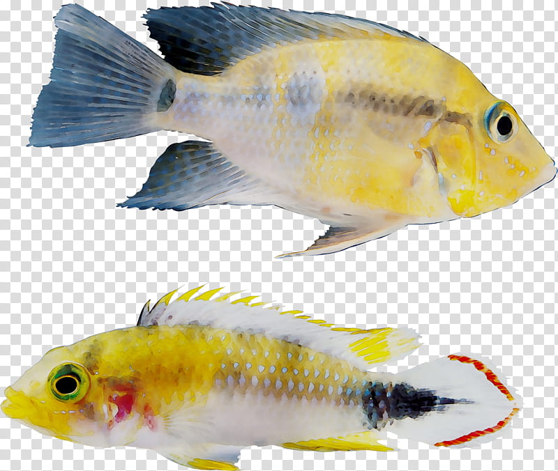 Fish, Goldfish, Feeder Fish, Freshwater Aquarium, Fin, Tilapia, Biology, Fish Products transparent background PNG clipart