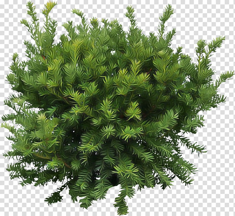 plant white pine tree yellow fir red juniper, American Larch, Thuya, Red Pine, Leaf, Flower transparent background PNG clipart