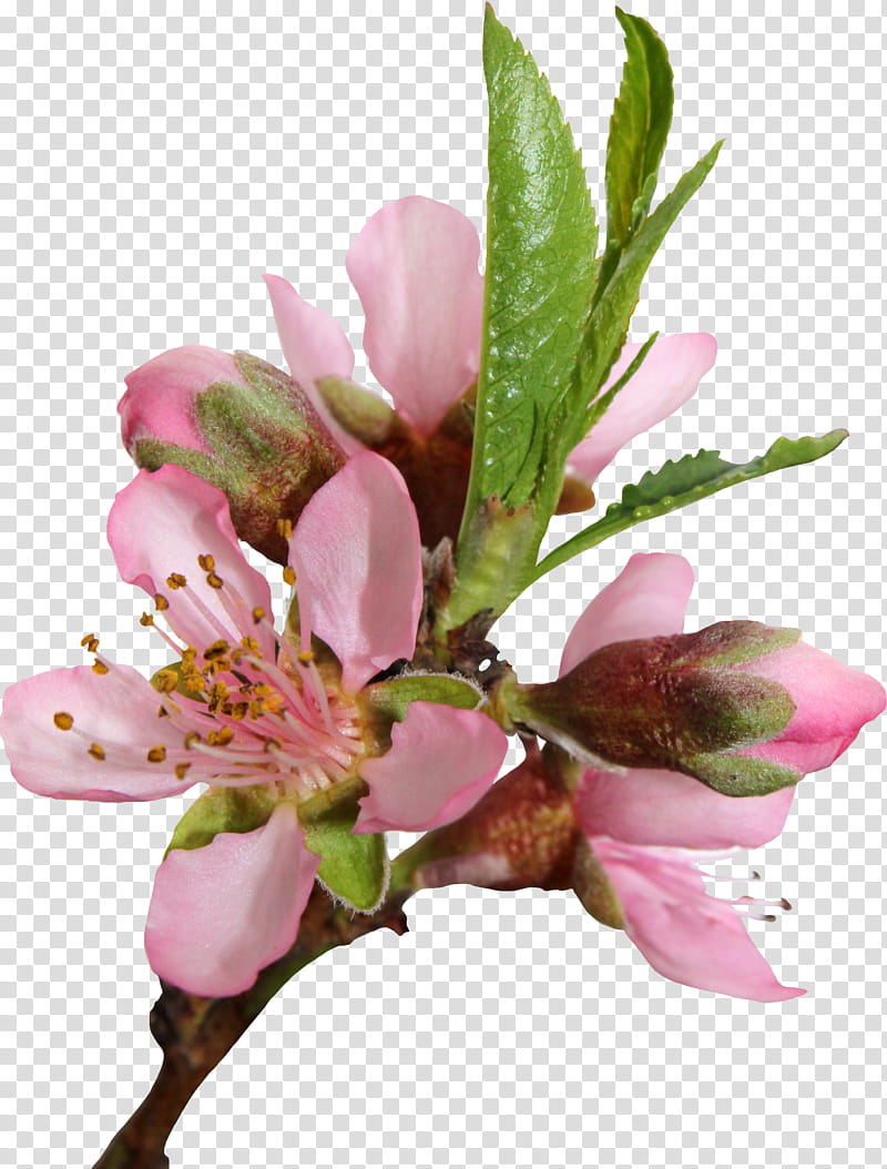 Peach Blossom , pink flowers in bloom transparent background PNG clipart