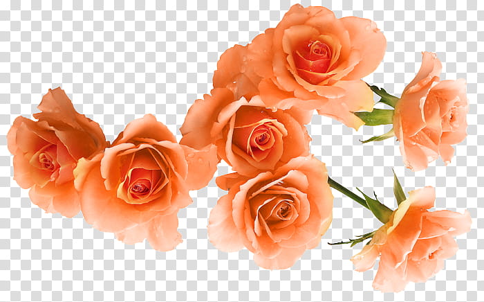 Floral Flower, Garden Roses, Austrian Briar, Clothing, Beach Rose, Floral Design, Cut Flowers, Golden Rose transparent background PNG clipart