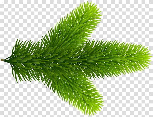 Background Family Day, Pine, Branch, Leaf, Christmas Day, Plant Stem, Mistletoe, Project transparent background PNG clipart