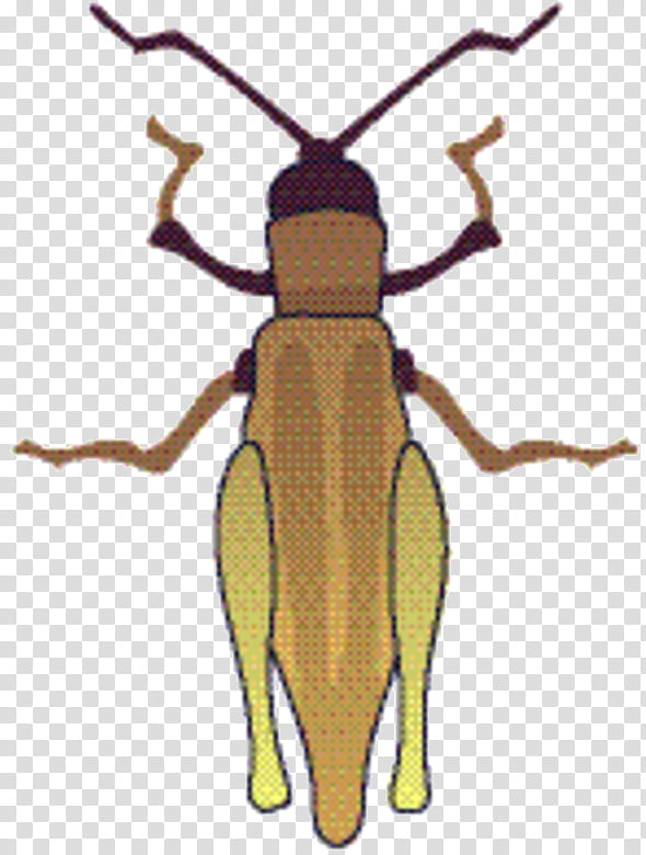 Weevil Beetle Pest Pollinator Membrane, Insect, Longhorn Beetle, Blister Beetles, Termite, Louse transparent background PNG clipart