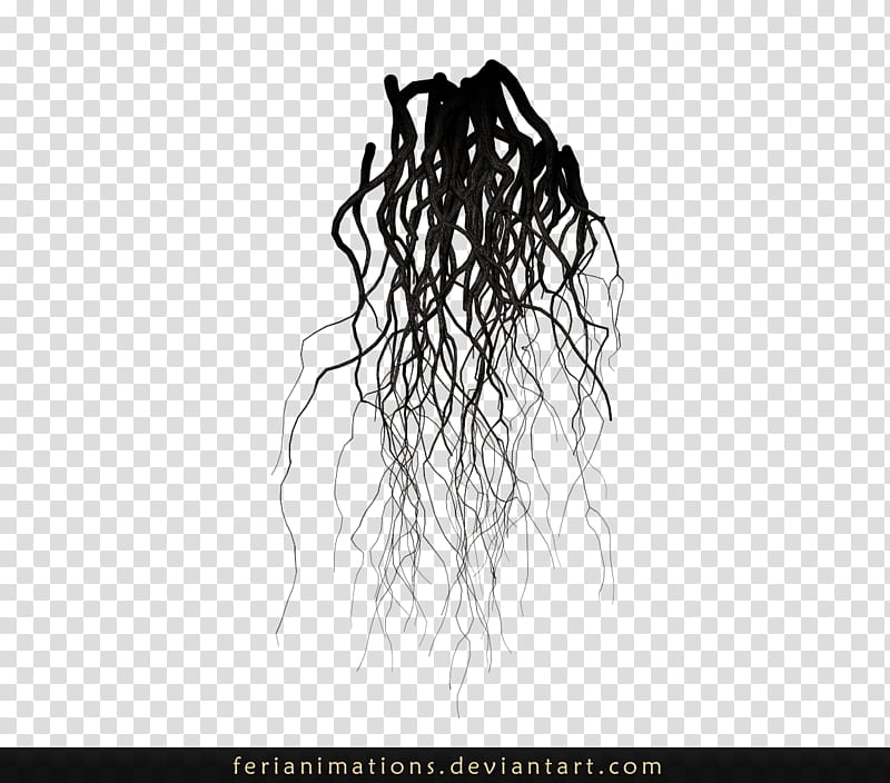 Roots transparent background PNG clipart