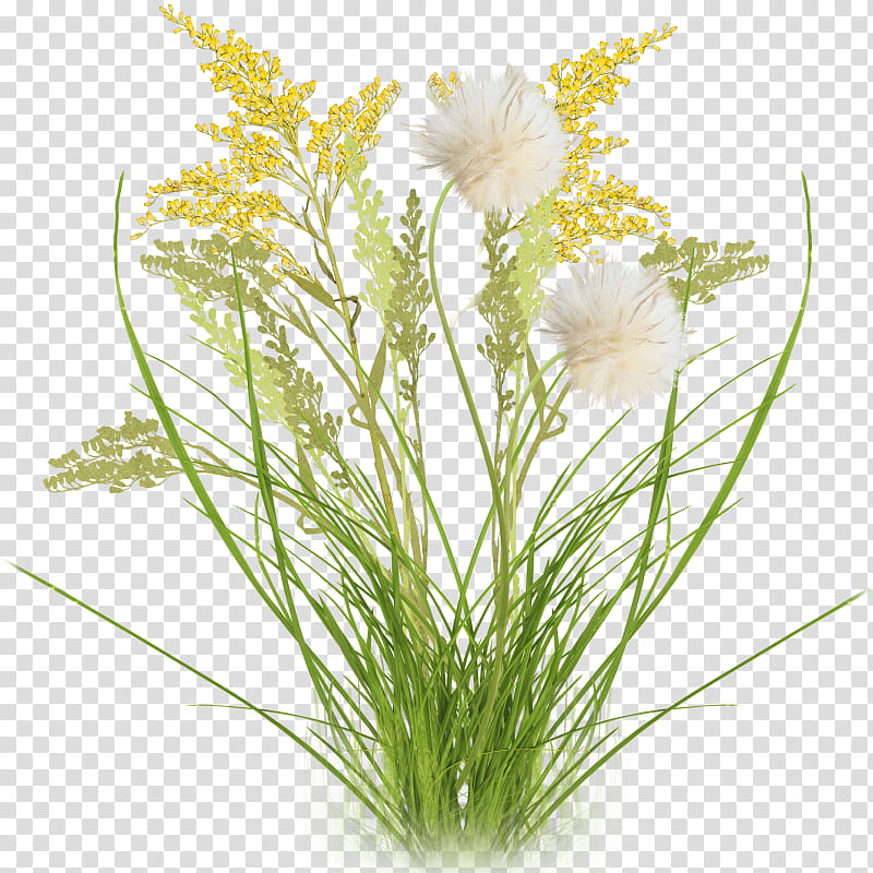 Flowers, Cut Flowers, Floral Design, Blog, Respect, Raceme, Grass, Plant transparent background PNG clipart