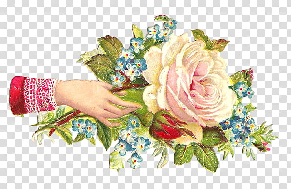 Hands and Flowers s, hand holding white and pink rose illustration transparent background PNG clipart