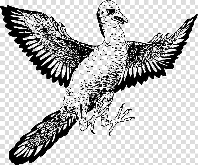 Bird Line Art, Archaeopteryx, Microraptor, Reptile, Velociraptor, Dinosaur, Utahraptor, Fossil transparent background PNG clipart