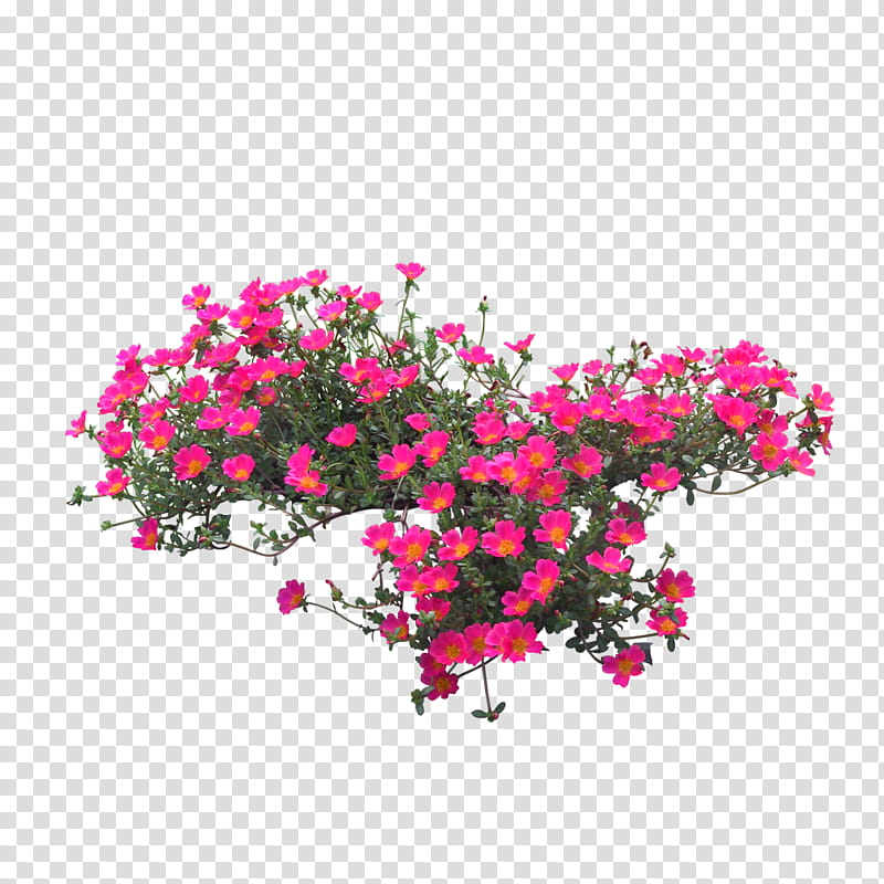 Pink Flowers, Plants, Petal, Bougainvillea, Petunia, Grass, Magenta, Cut Flowers transparent background PNG clipart