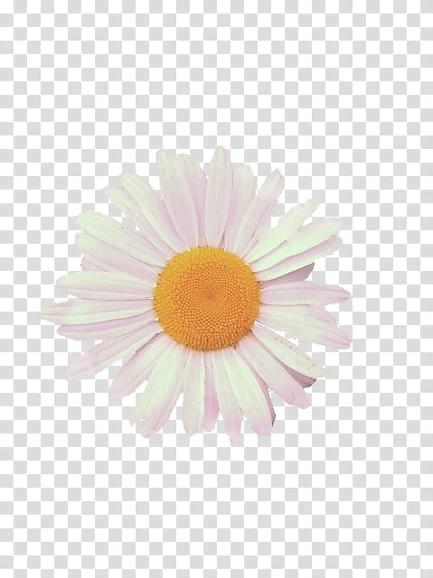 Full, pink daisy flower transparent background PNG clipart
