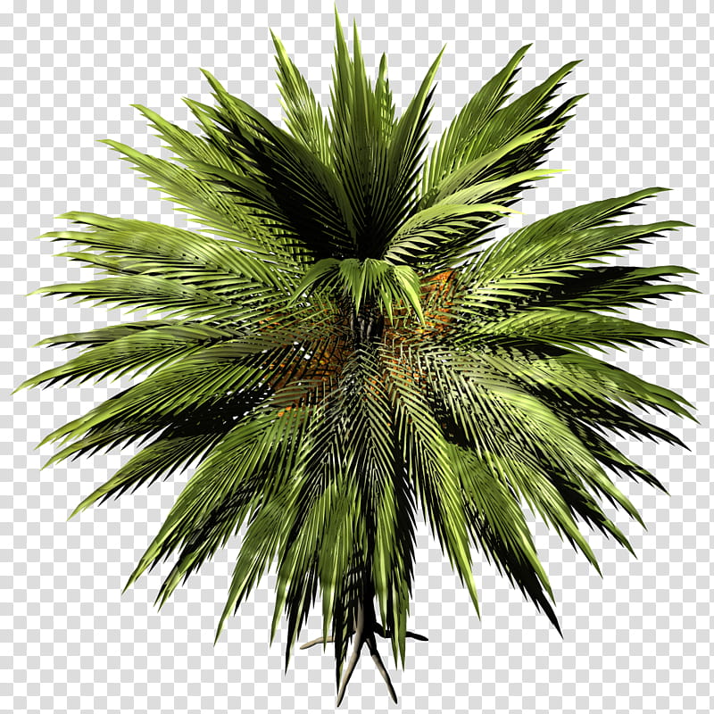 Natsumeyashi Phoenix TIF, green sago palm plant transparent background PNG clipart