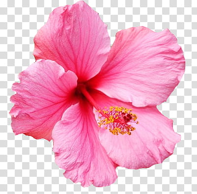 pink hibiscus flower transparent background PNG clipart