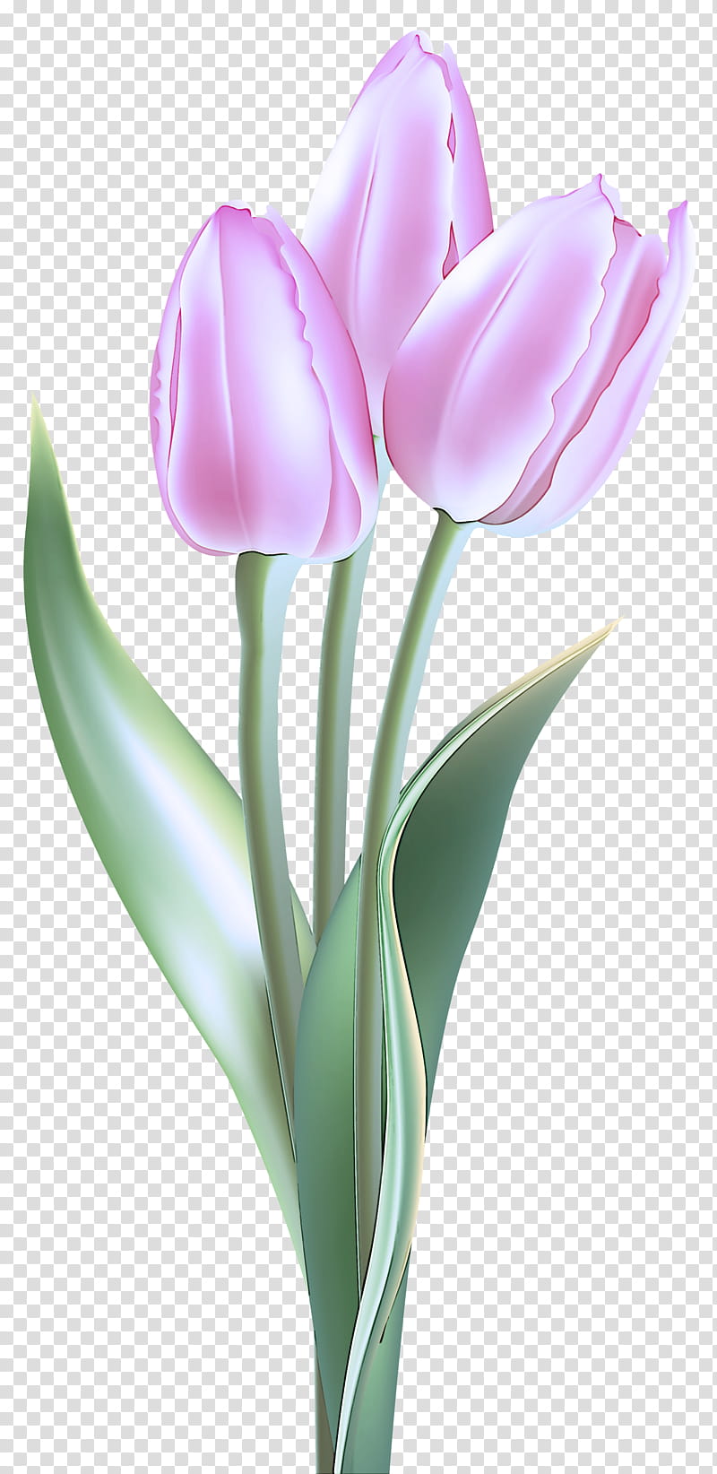 flower tulip flowering plant petal plant, Cut Flowers, Pink, Tulipa Humilis, Lily Family transparent background PNG clipart
