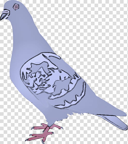 bird rock dove dove pigeons and doves beak, Dove transparent background PNG clipart