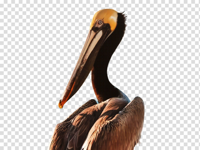 Feather, Bird, Pelican, Brown Pelican, Beak, Pelecaniformes, Seabird, White Pelican transparent background PNG clipart