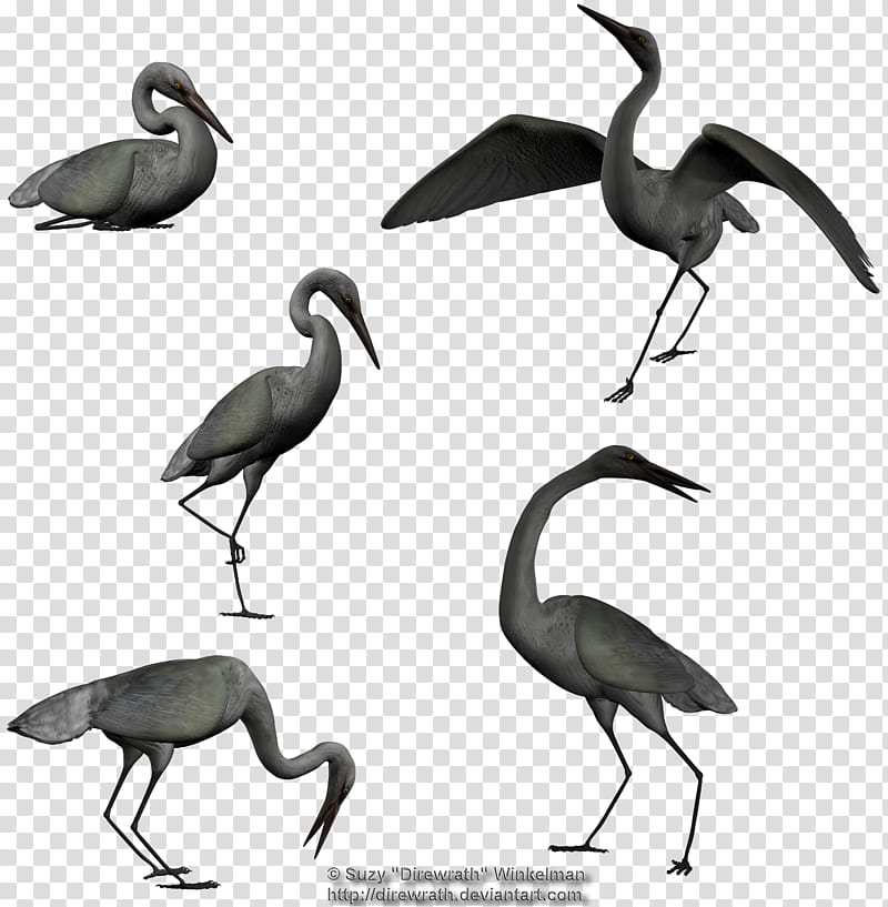 Egret, gray swan illustrations transparent background PNG clipart