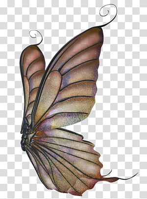 Wings Set 04 transparent background PNG clipart thumbnail