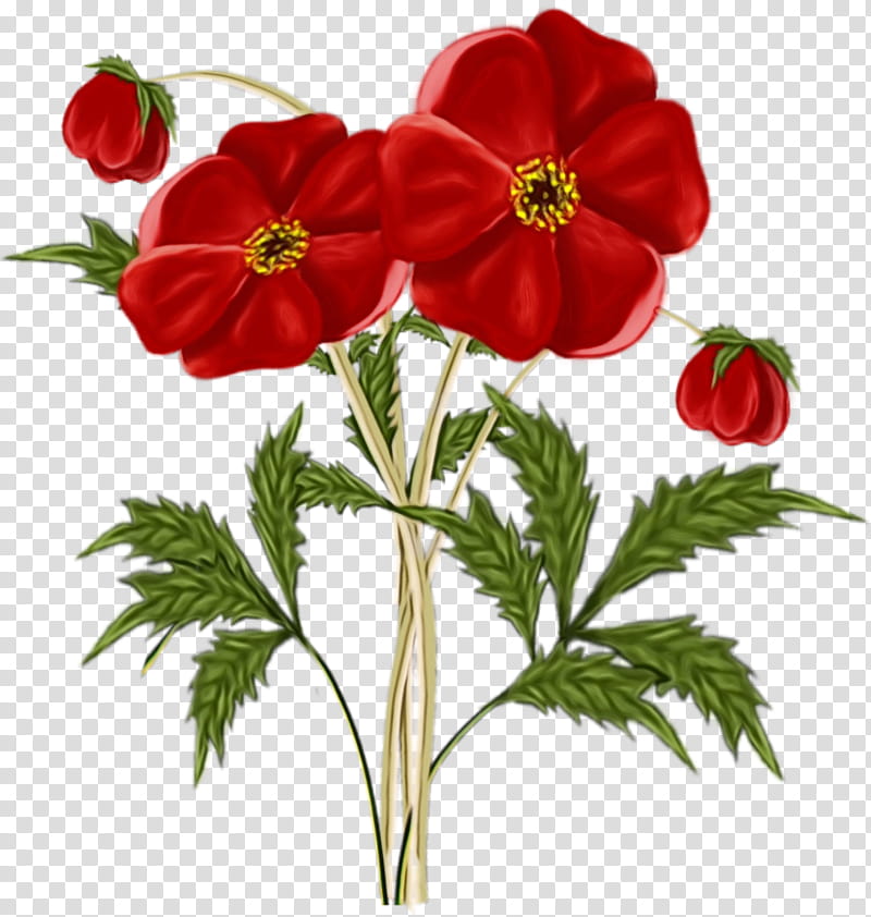 flower plant red petal anemone, Watercolor, Paint, Wet Ink, Pheasantseye, Cinquefoil transparent background PNG clipart