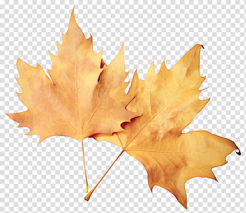 Maple leaf, Tree, Black Maple, Plane, Yellow, Woody Plant, Deciduous, Silver Maple transparent background PNG clipart