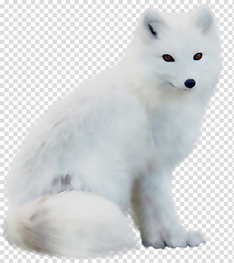 Wolf, Arctic Fox, Dog, Alaskan Tundra Wolf, Snout, Fur, Whiskers, Breed transparent background PNG clipart