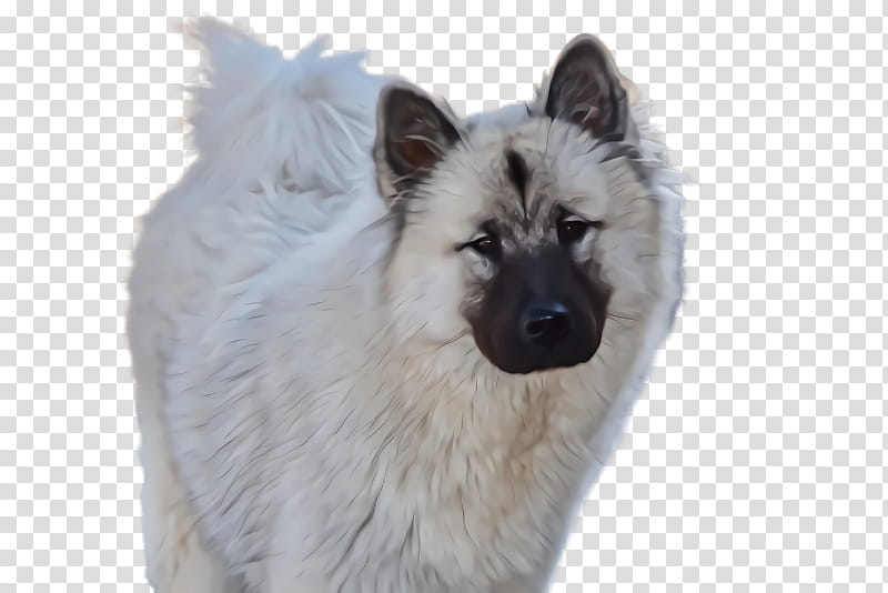 dog eurasier keeshond norwegian elkhound rare breed (dog), Rare Breed Dog transparent background PNG clipart