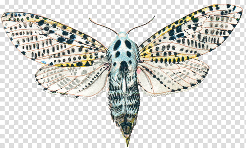 Goat, Brushfooted Butterflies, Silkworm, Butterfly, Leopard Moth, Hexapoda, Shahid Bahonar University Of Kerman, Goat Moth transparent background PNG clipart