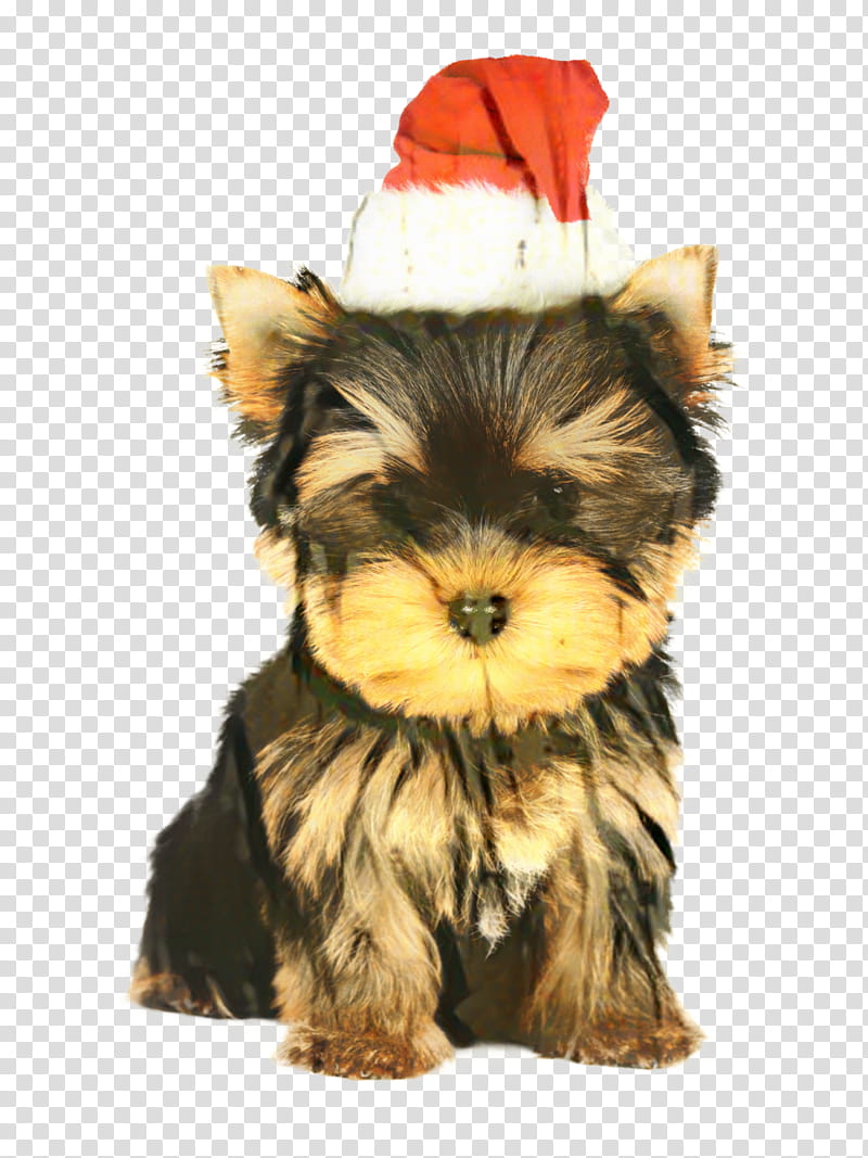 Christmas Dog, Yorkshire Terrier, Puppy, Yorkipoo, English Toy Terrier, Chorkie, Australian Silky Terrier, Pet transparent background PNG clipart
