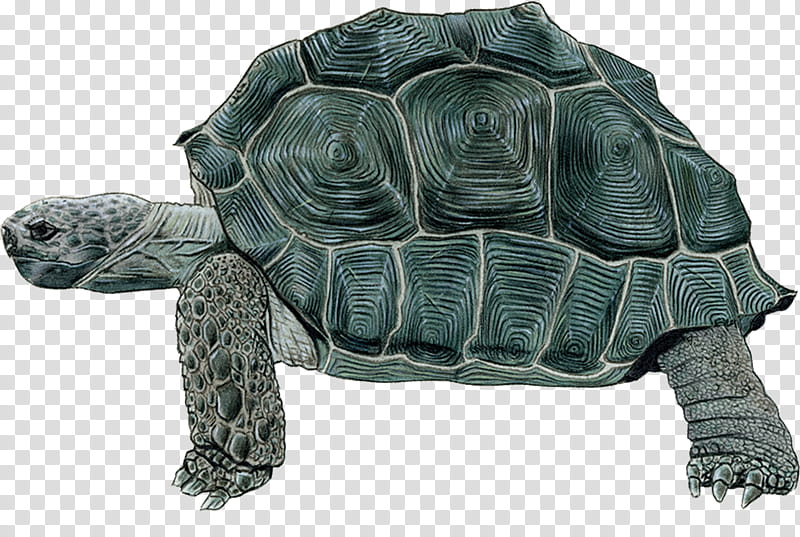 Sea Turtle, Tortoise, Common Snapping Turtle, Pond Turtles, Snapping Turtles, Animal, Tortoise M, Desert Tortoise transparent background PNG clipart