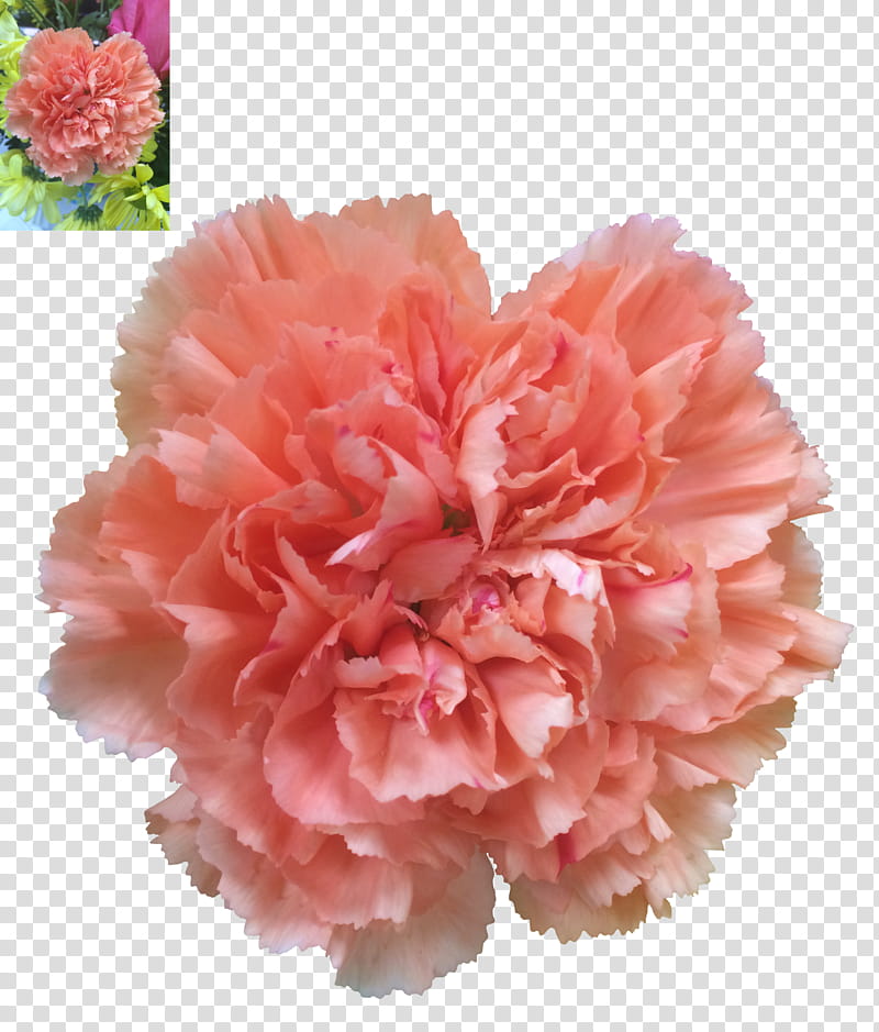 Carnation, pink carnation transparent background PNG clipart