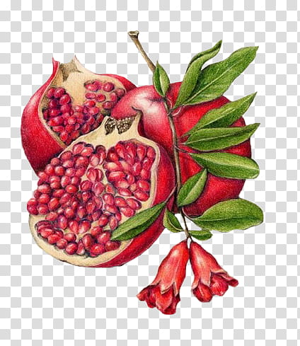 Plants X, pomegranate transparent background PNG clipart