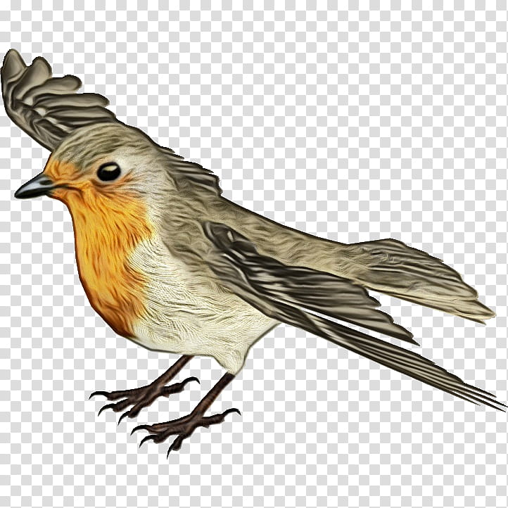 bird beak european robin old world flycatcher songbird, Watercolor, Paint, Wet Ink, Wing, Perching Bird, Cuckoo transparent background PNG clipart