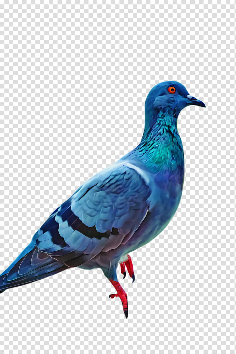 Dove Bird, Pigeons And Doves, Cobalt Blue, Feather, Dove, Beak, Vertebrate, Rock Dove transparent background PNG clipart