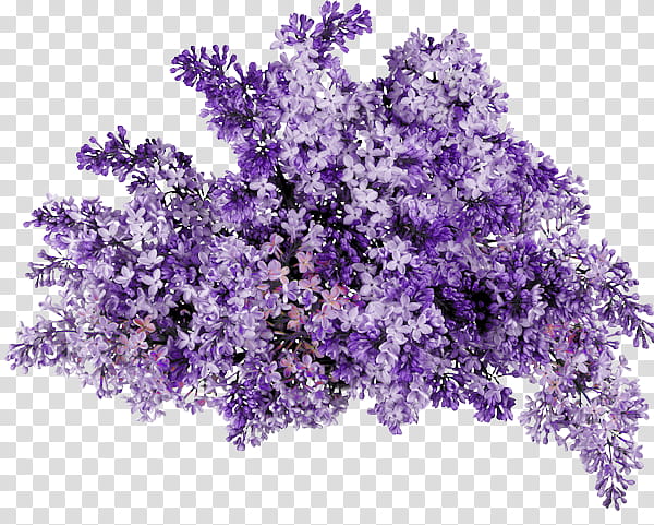 flower power s, purple petaled flowers transparent background PNG clipart